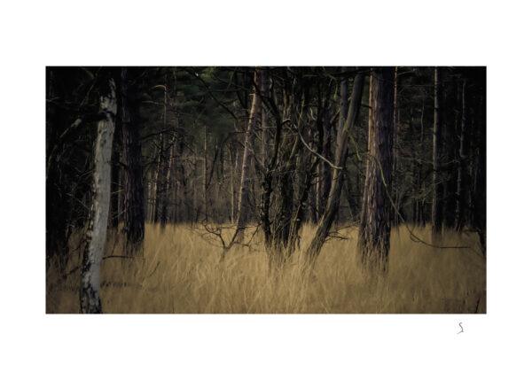 landscape 0076