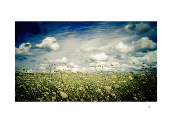 Landscape 0208
