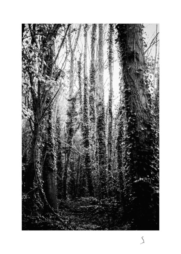 Landscape 0568
